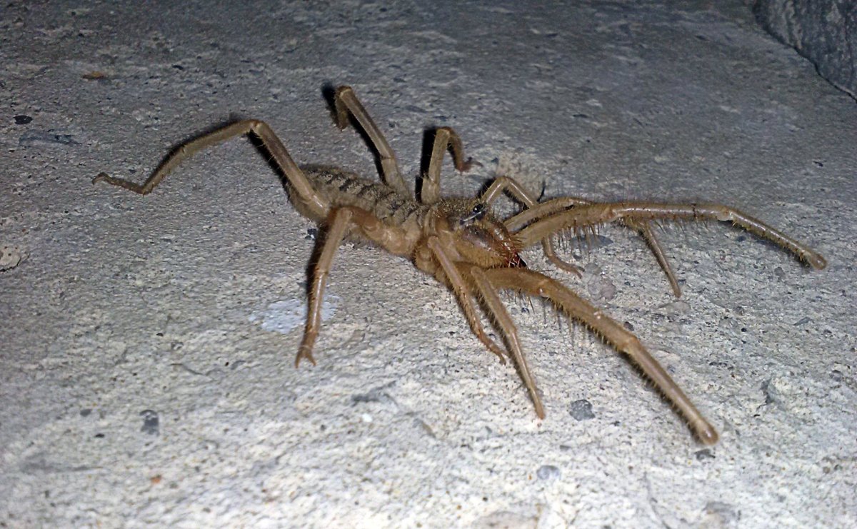 Фаланга Астрахань