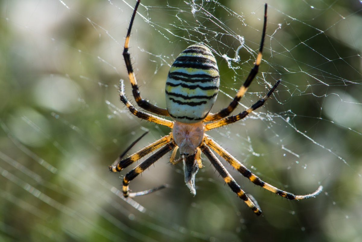 Argiope lobata паук