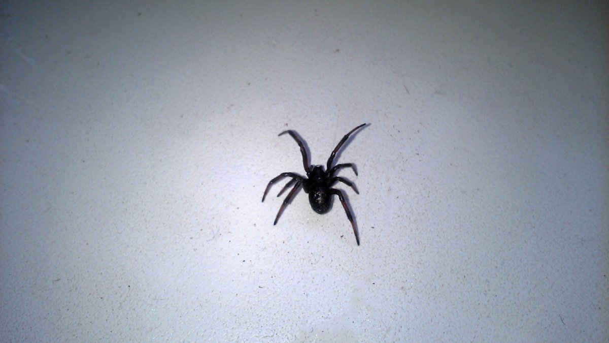 Фаланга паук Астраханский