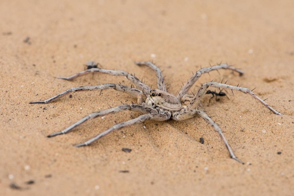 Пауки астраханской области