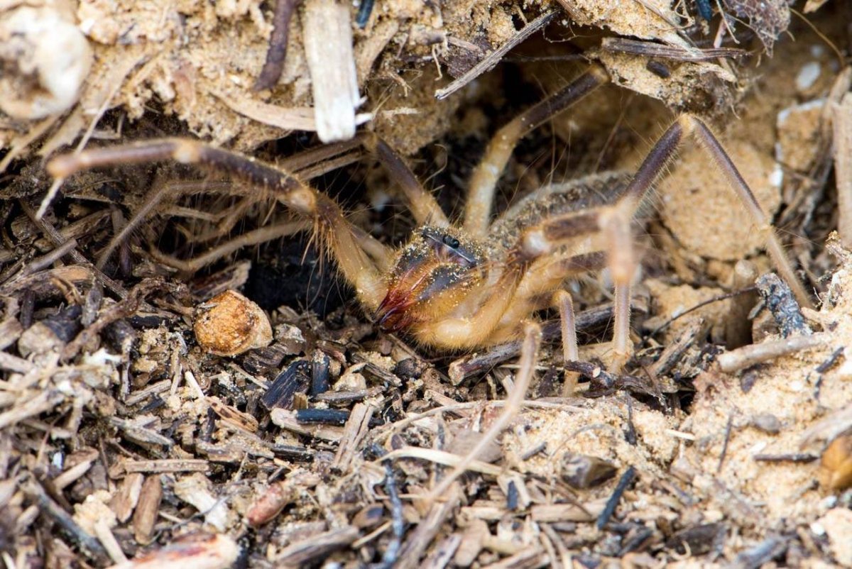 Паук фаланга в Астрахани