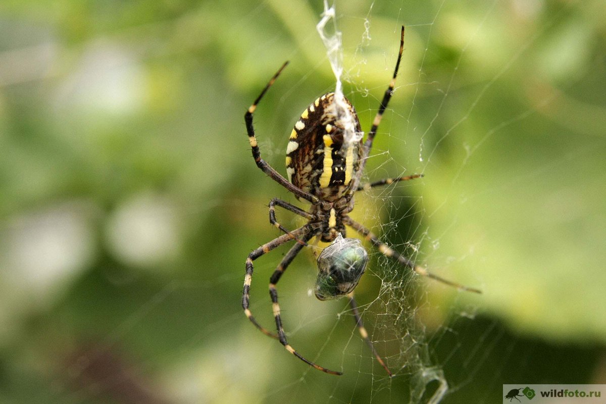Агриопа дольчатая паук патиссон