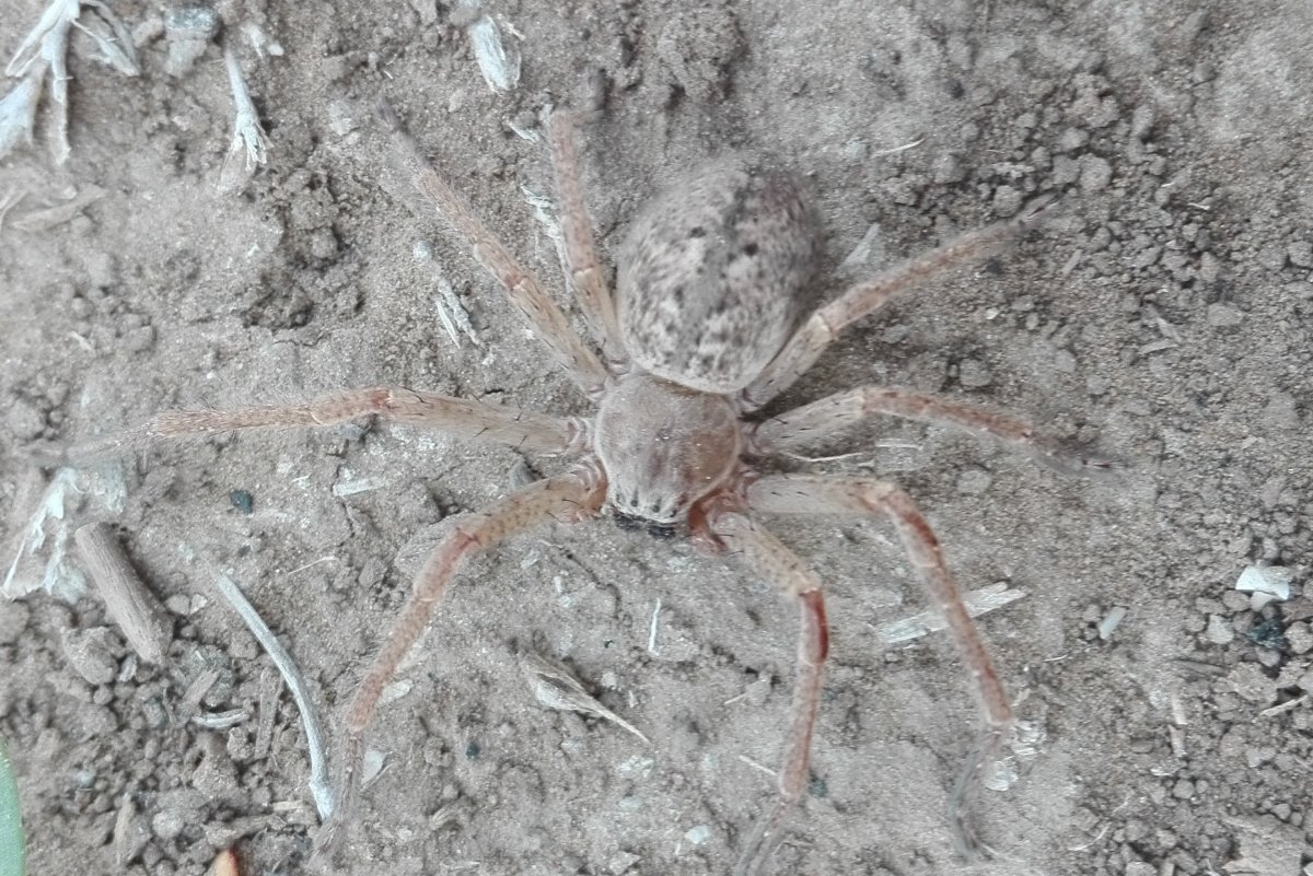 Пауки в Астрахани Тарантул