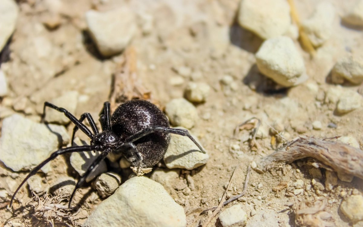 Астраханский паук Южнорусский Тарантул