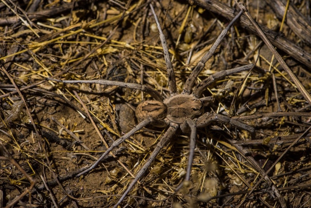 Тарантул Астраханский Тарантул
