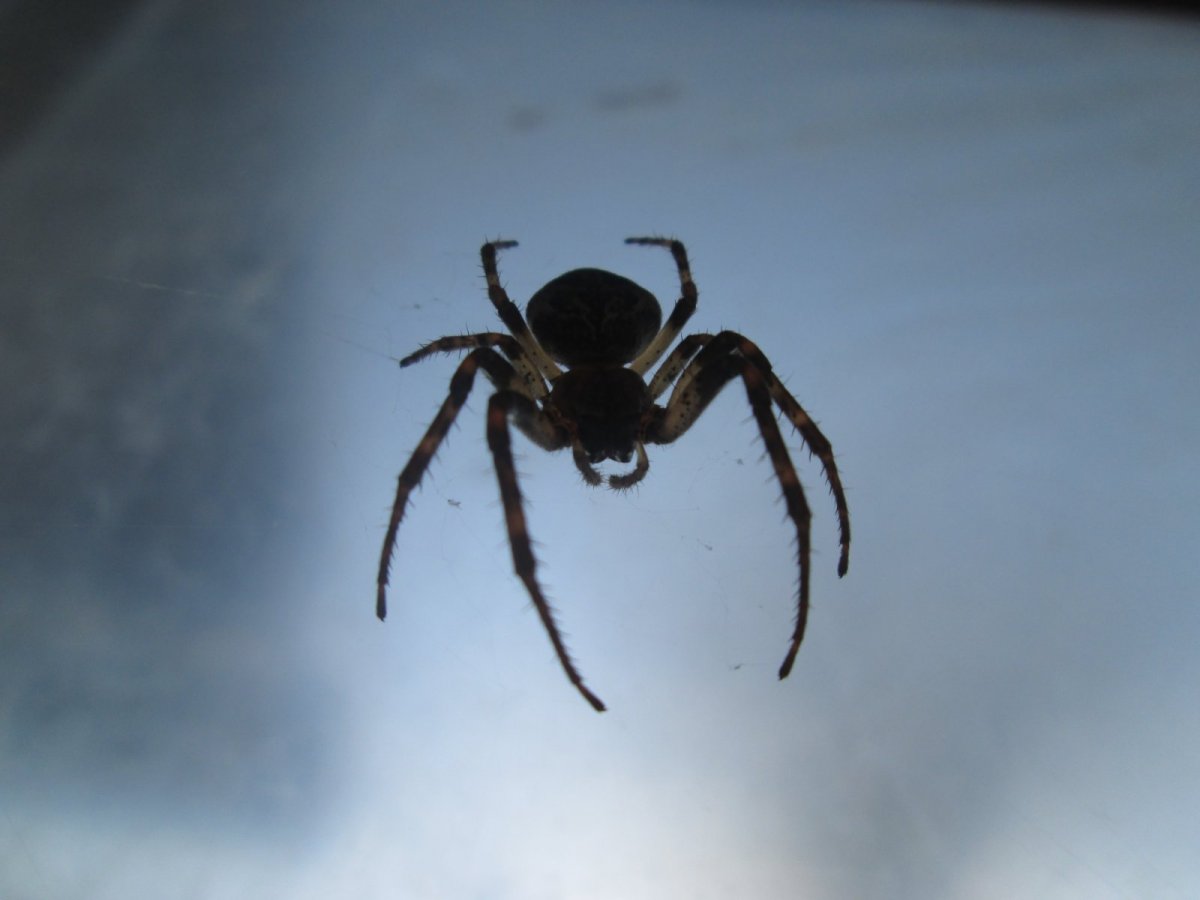 Каракурта паука каракурта