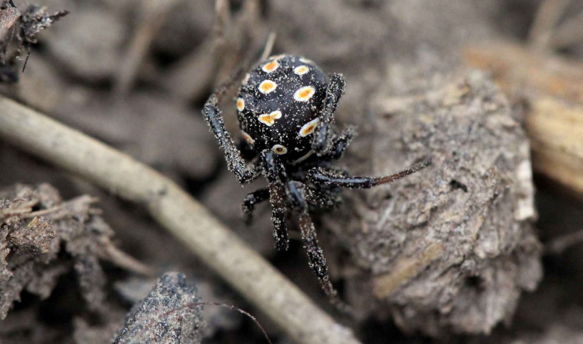Пауки в Знаменске Астраханской области