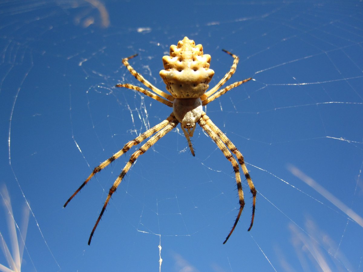 Фаланга паук Астраханский