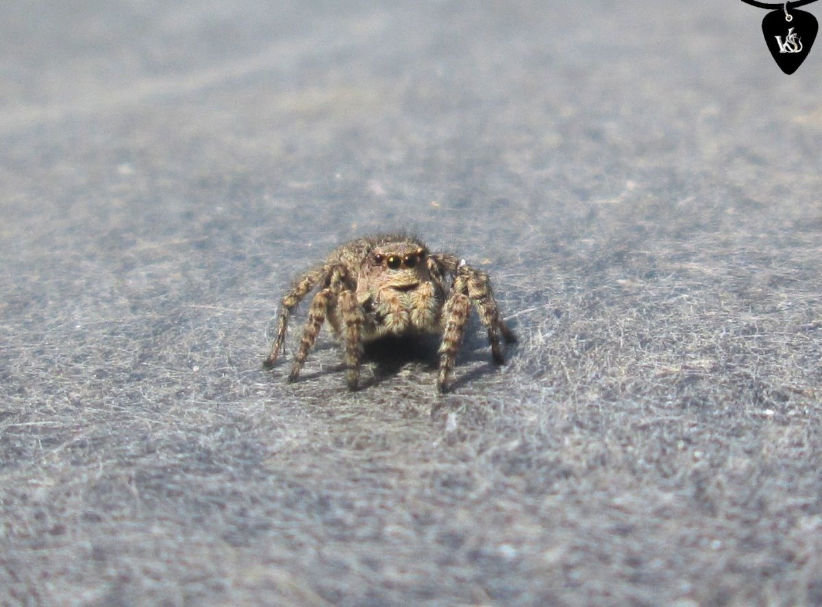 Пауки Астраханской области