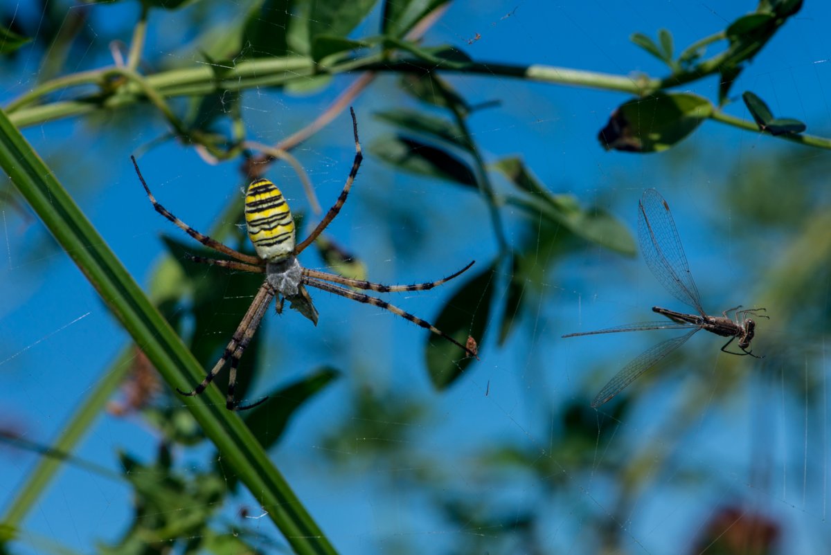 Lycosa Тарантул паук