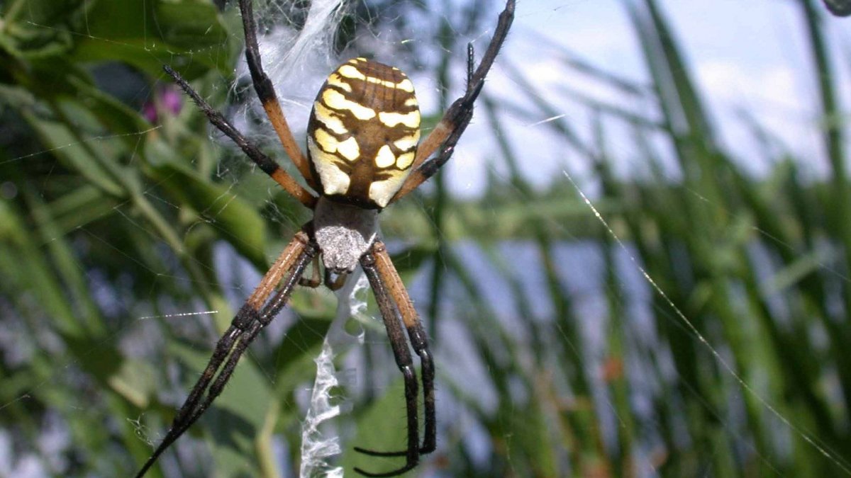 Агриопа паук дольчатая