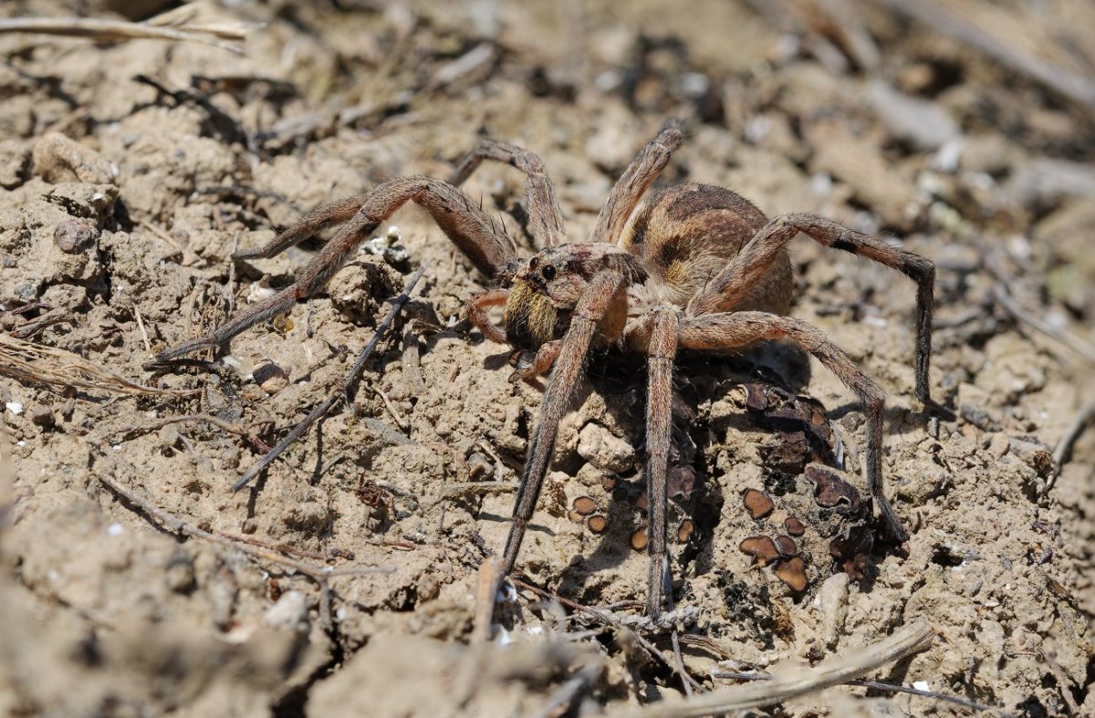 Паук Аргиопа Лобата