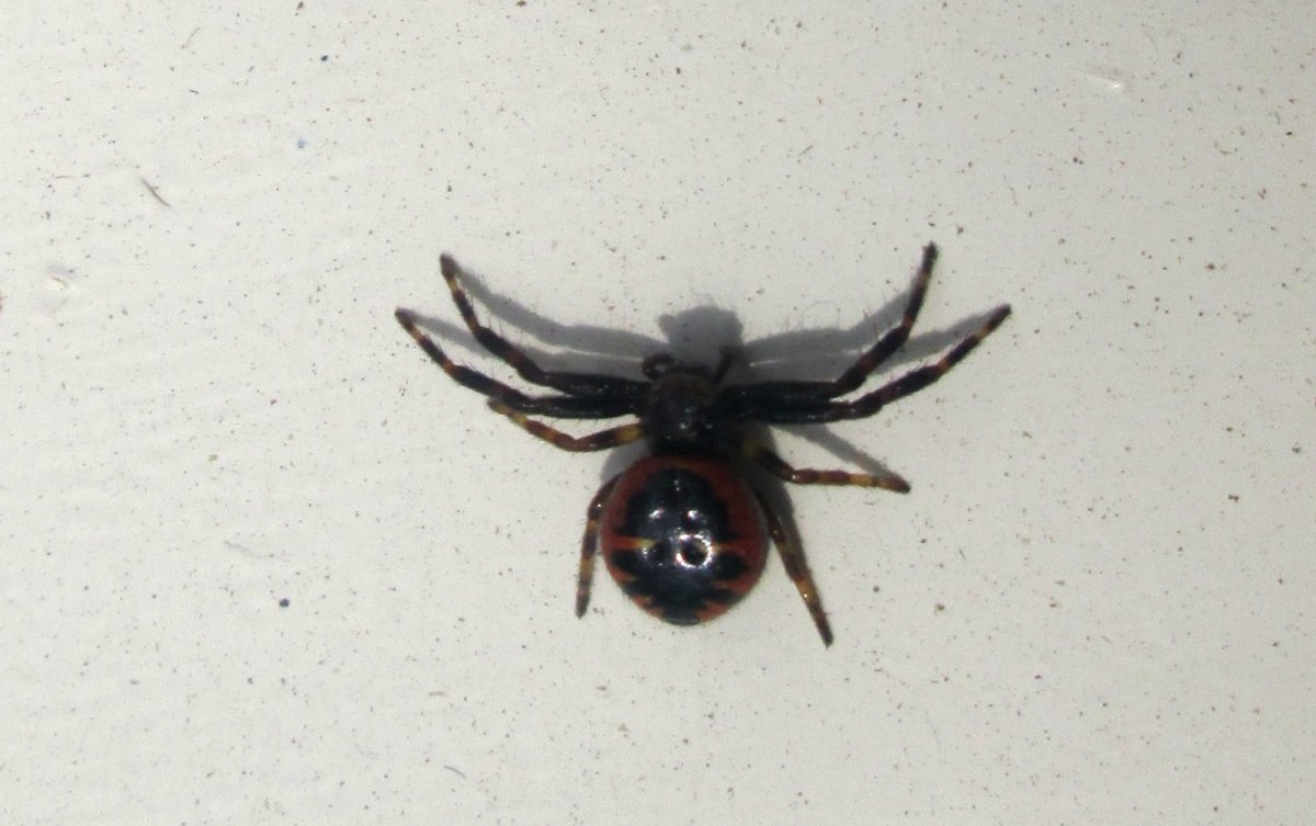 Паук белый Каракурт