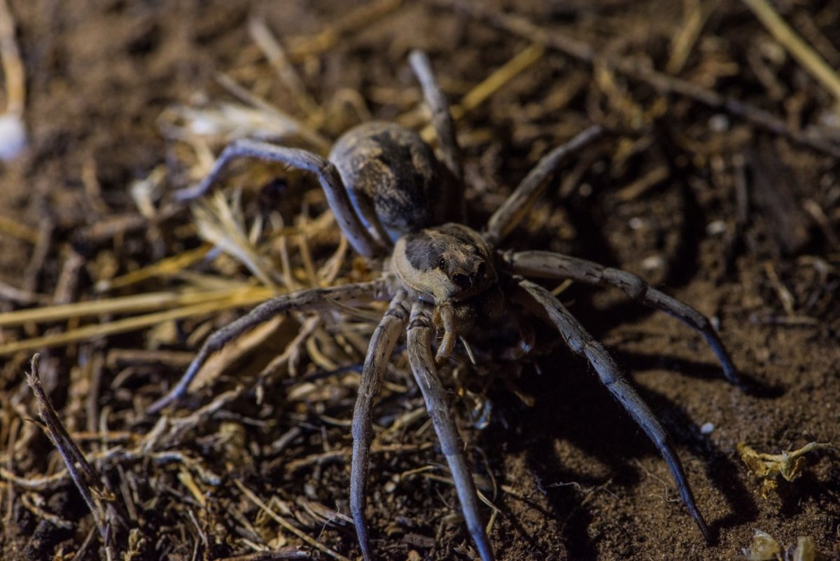 Паук волк крестовик