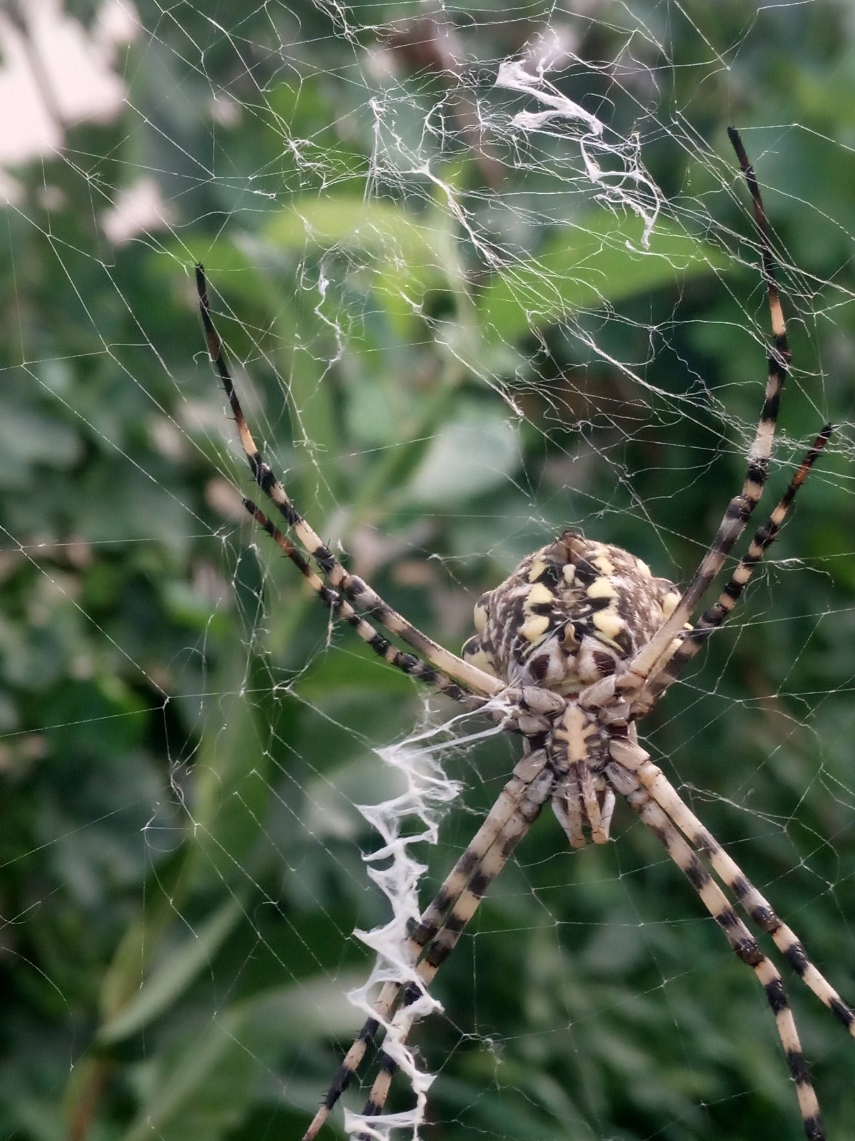 Тарантул Lycosa Narbonensis