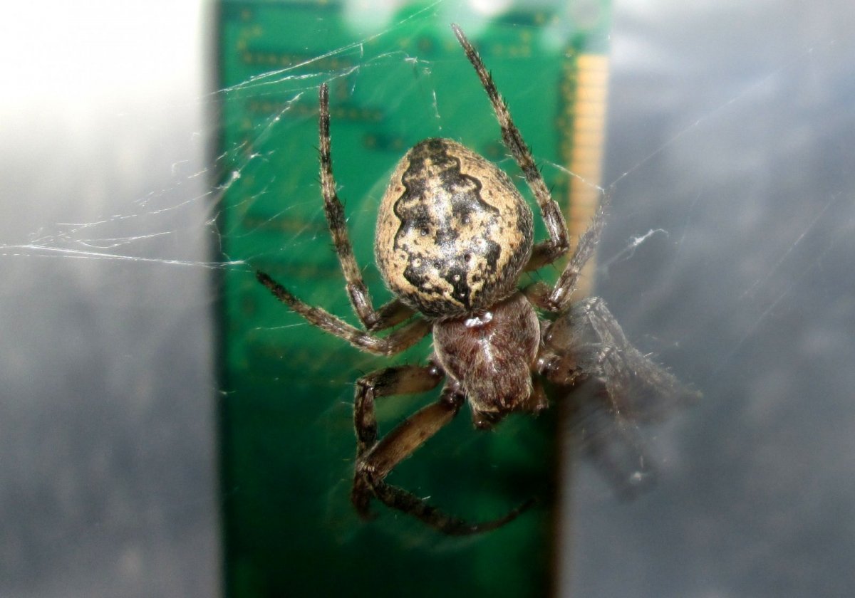 Паук крестовик в Астраханской области