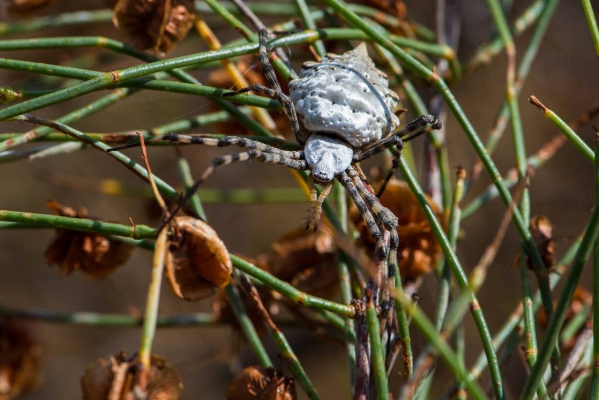 Зеленый паук кругопряд