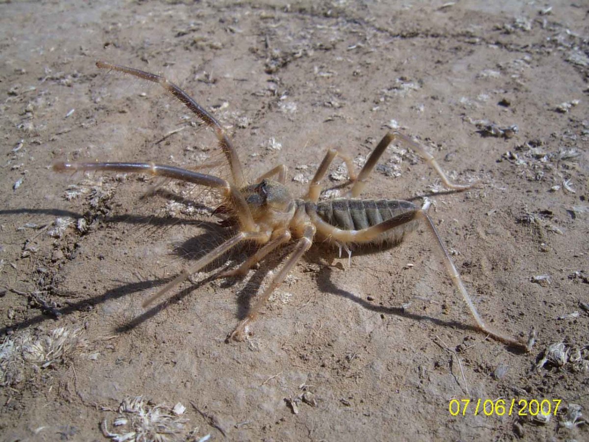 Большой Сплавной паук ядовитый или нет