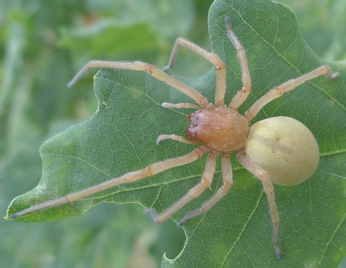 Паук Шершень