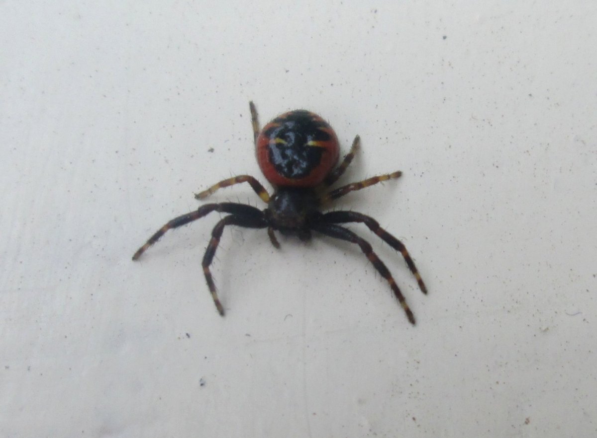 Паук Аргиопа Садовая