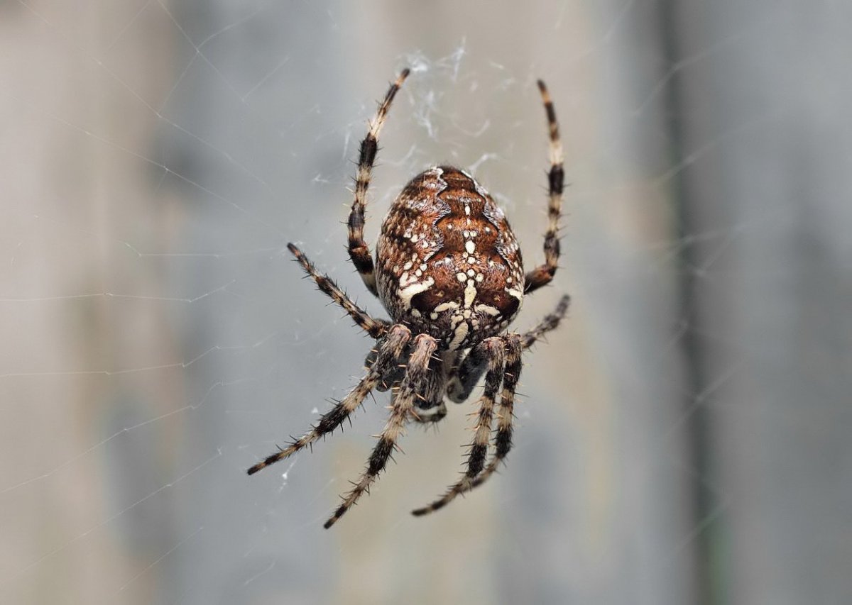 Паук крестовик черный с белым крестом на спине
