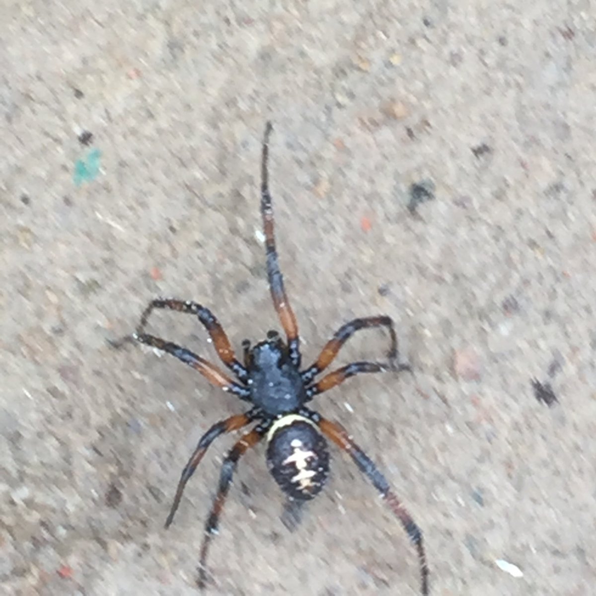 Паук крестовик Каракурт