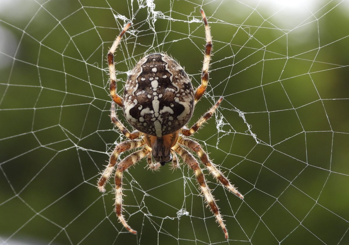 Araneus diadematus - крестовик