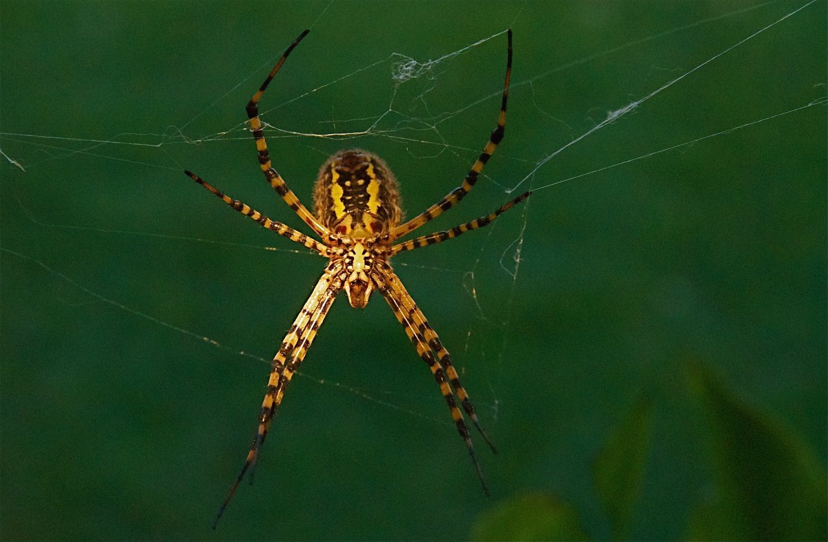 Araneus diadematus паук крестовик