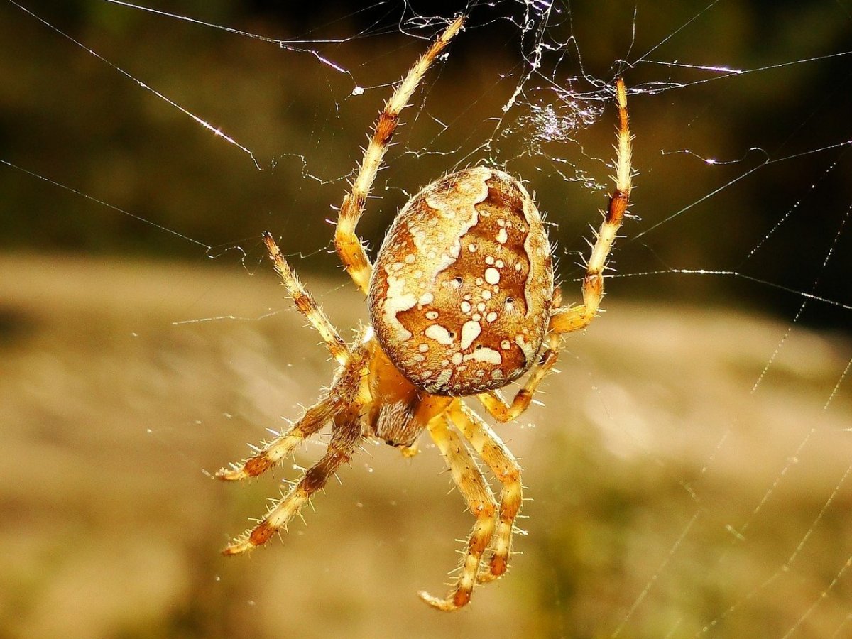 Паук крестовик