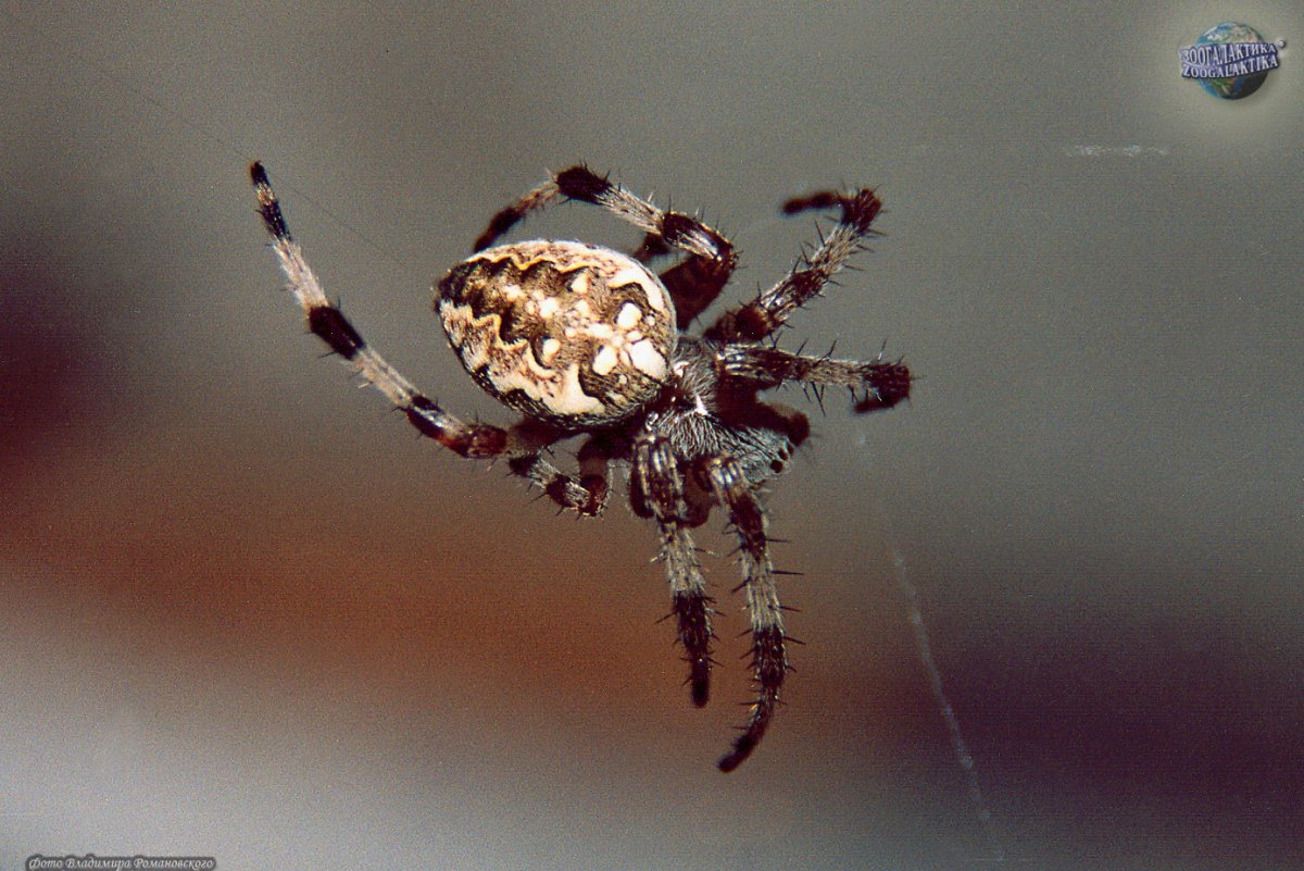 Маленький паук с белым крестом на спине