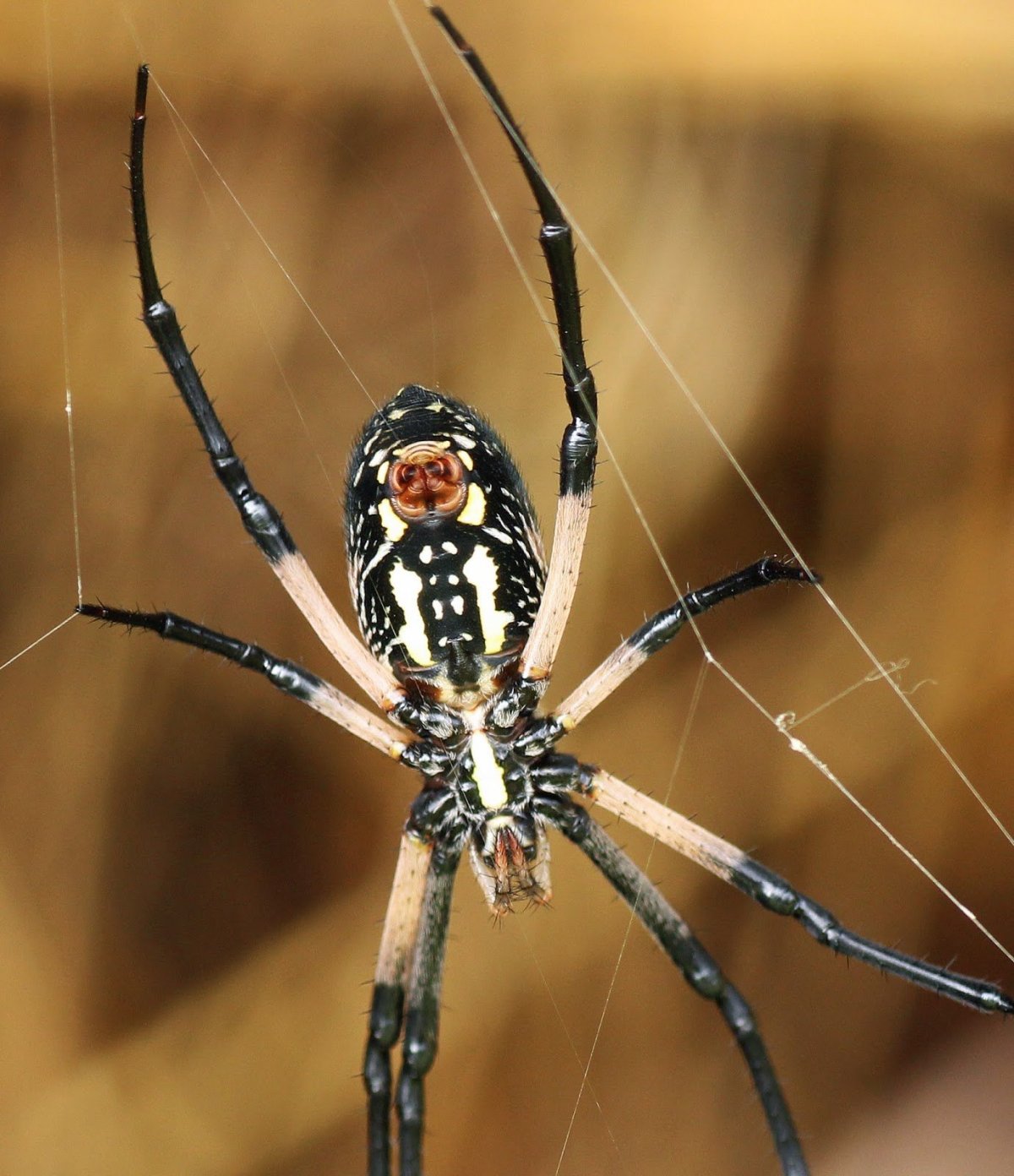 Паук крестовик Дальневосточный