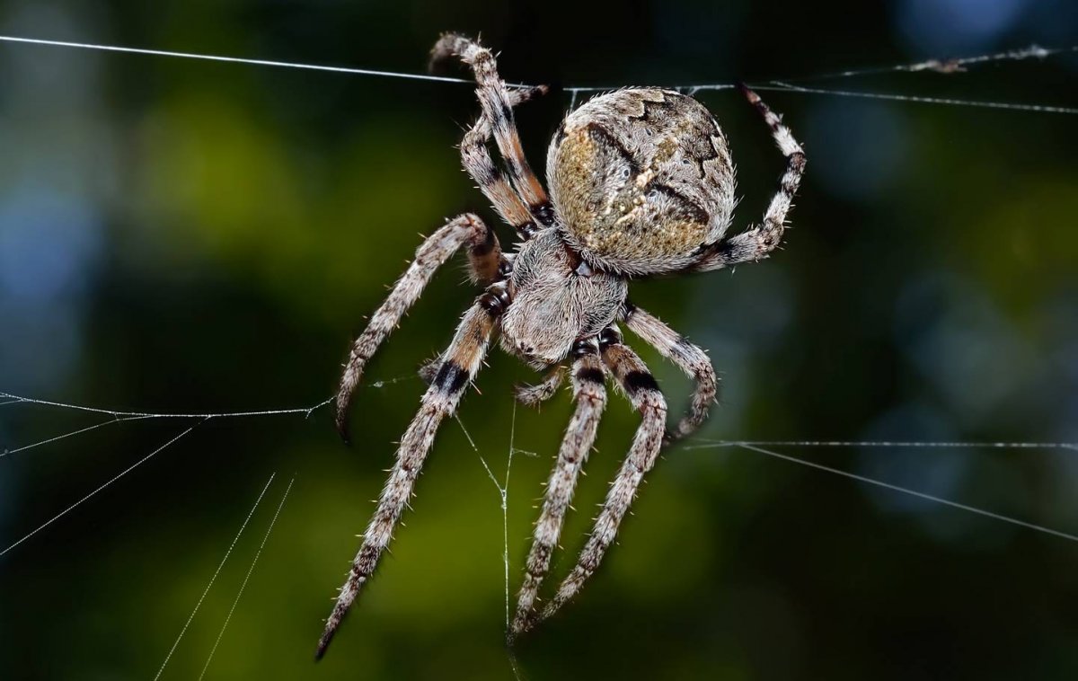 Домашний паук Крестоносец
