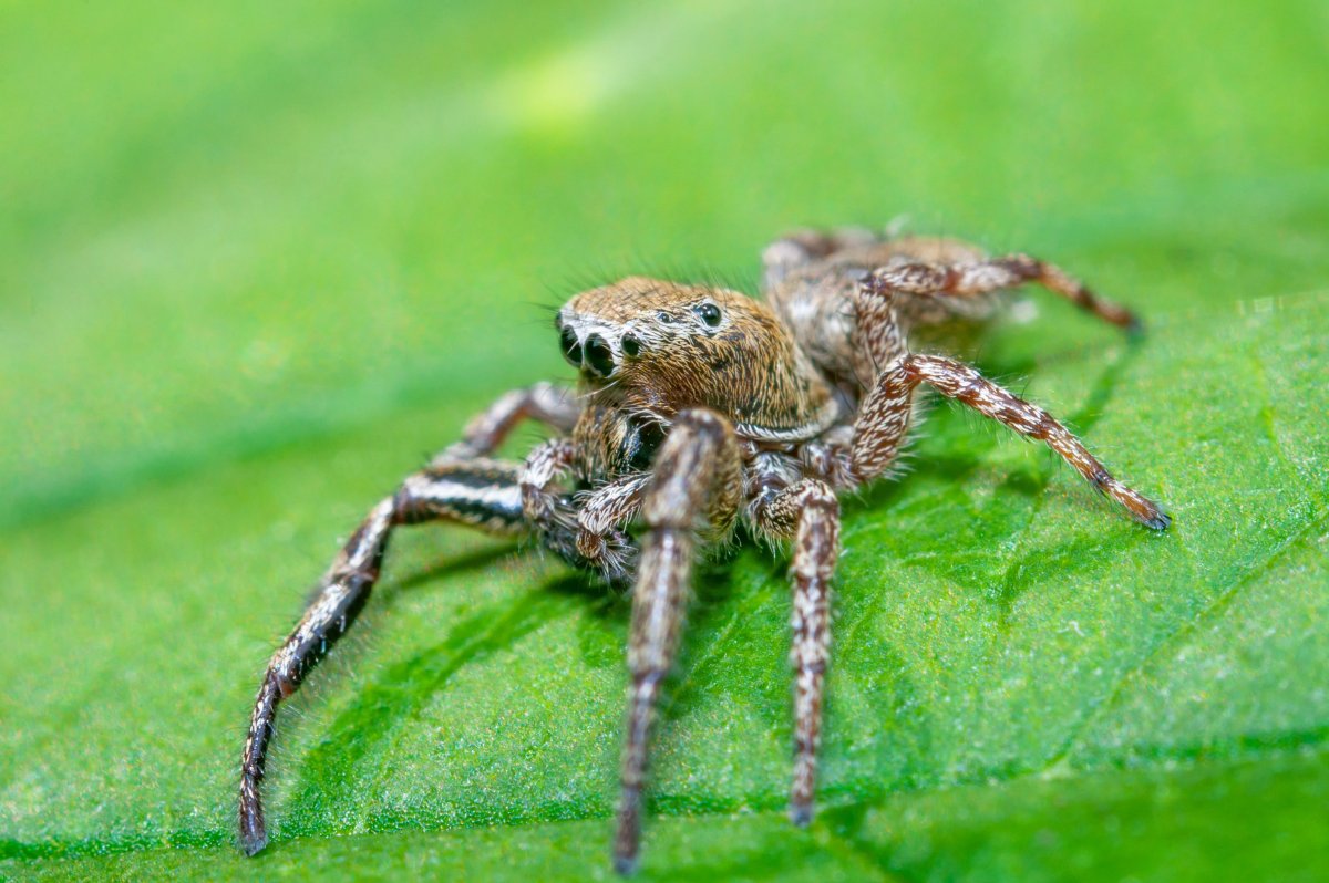 Araneus diadematus паук крестовик