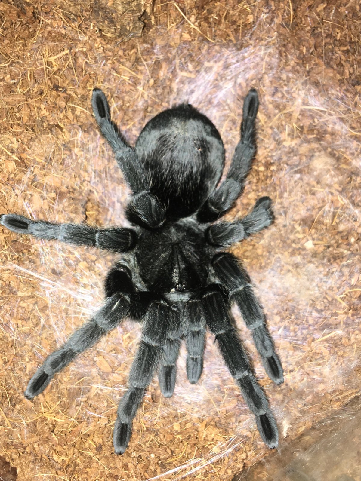 Граммостола пульхра