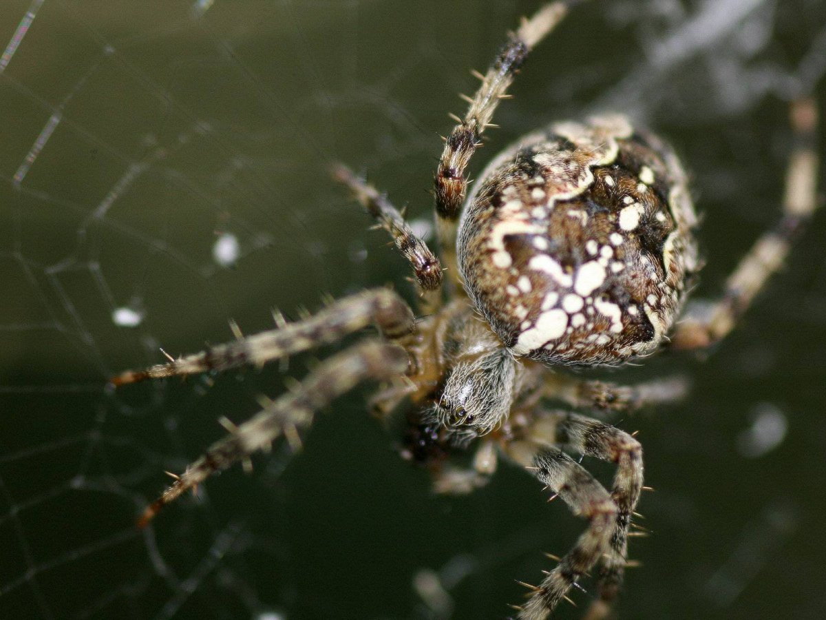 Araneus diadematus - крестовик
