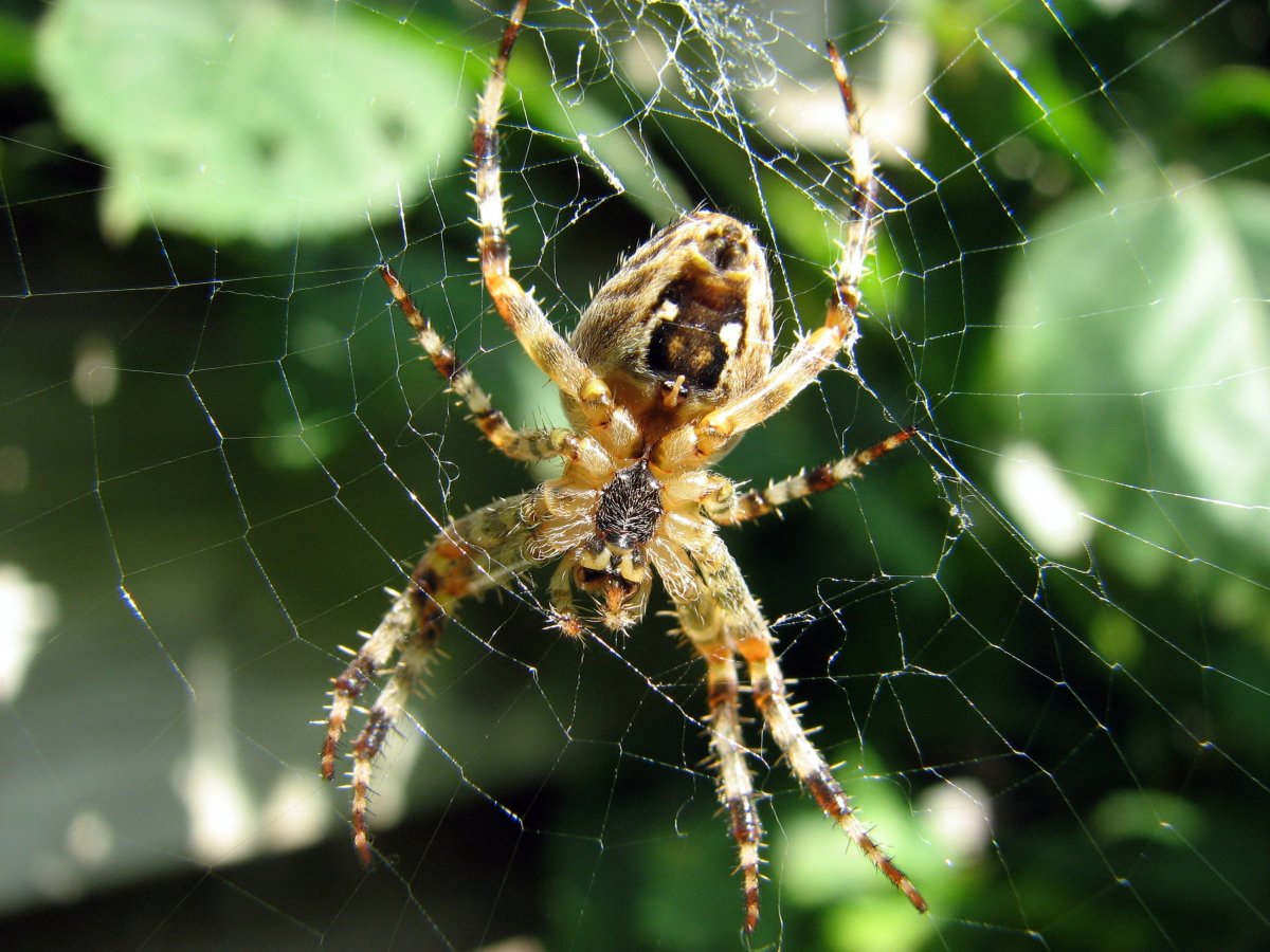 Araneus diadematus паук