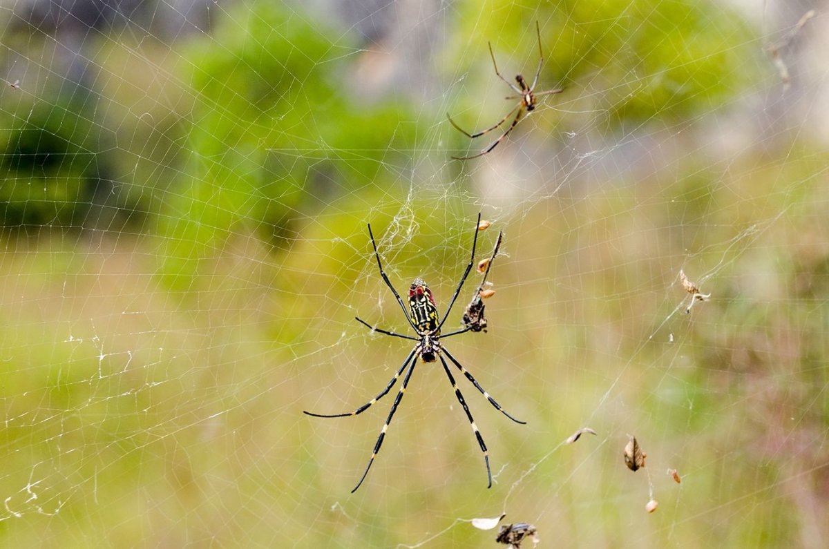 Конкурс пауки