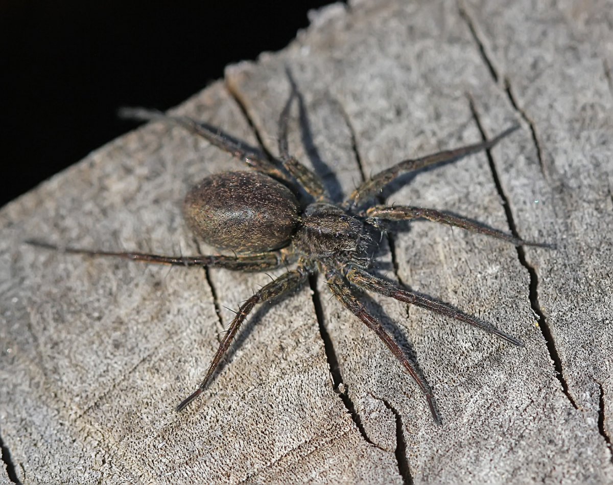 Pardosa Milvina паук опасный?