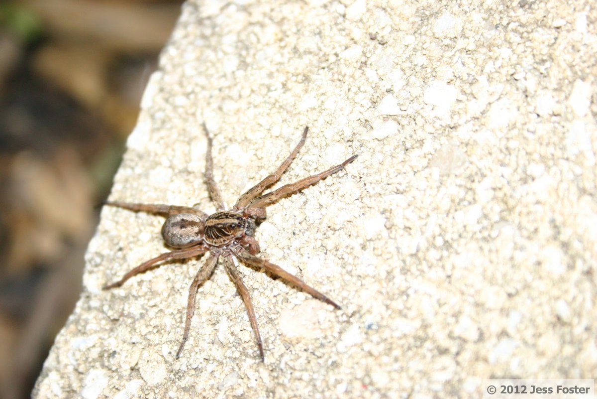 Паук крестовик маленький оранжевый маленький
