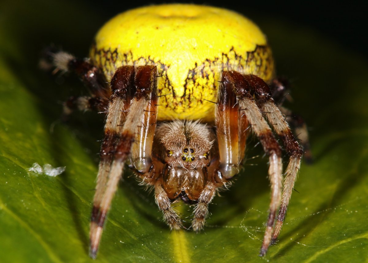 Оранжевый паук крестовик