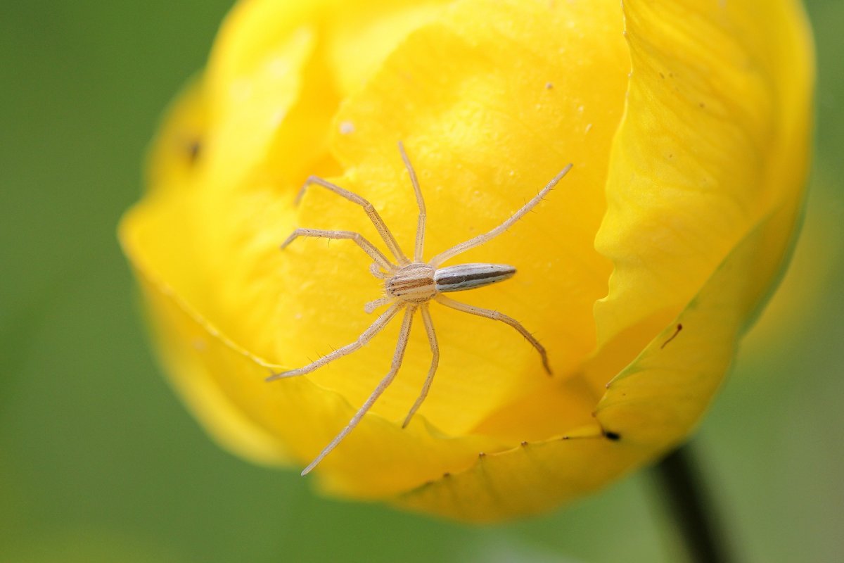 Каракурт полосатый