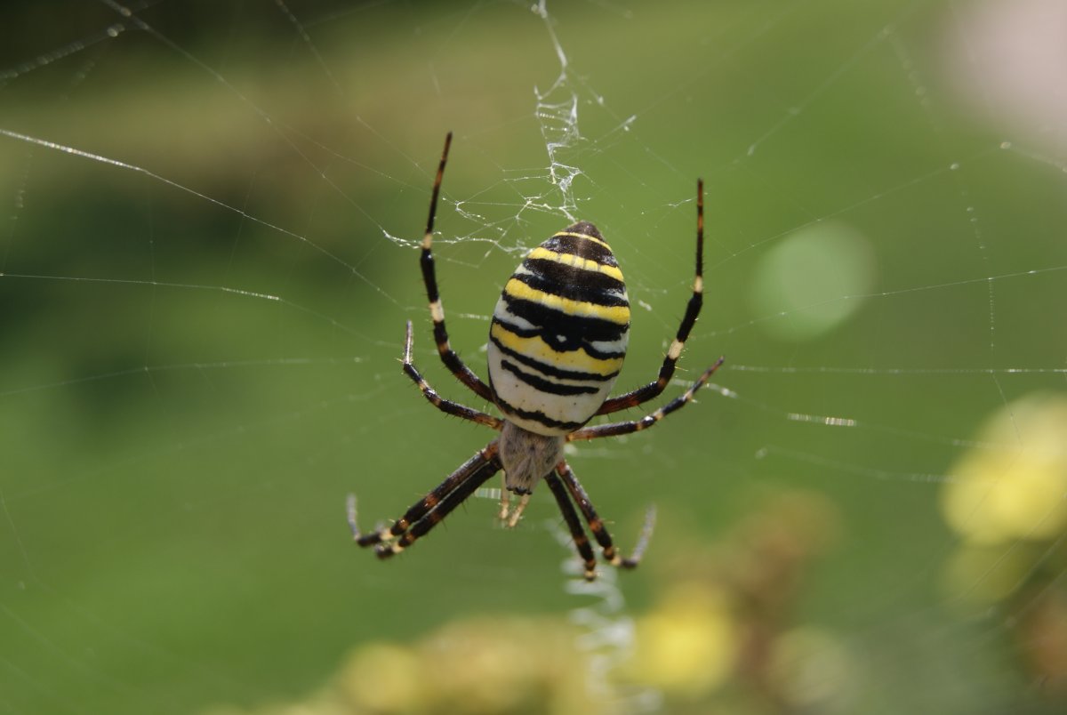 Паук Аргиопа Садовая