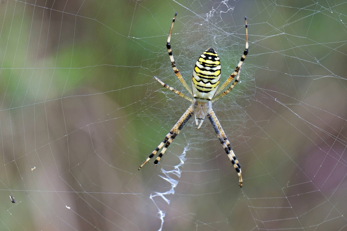 Агриопа паук