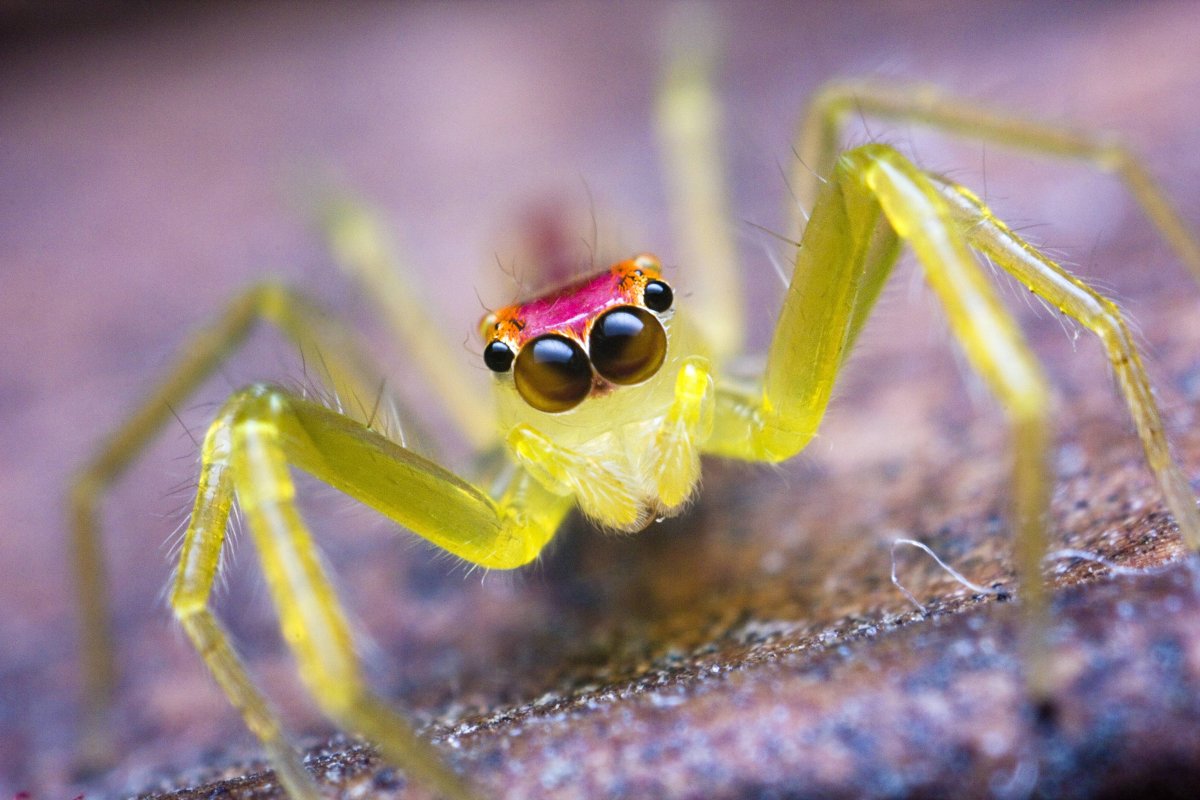 Паук хищник хелицеры