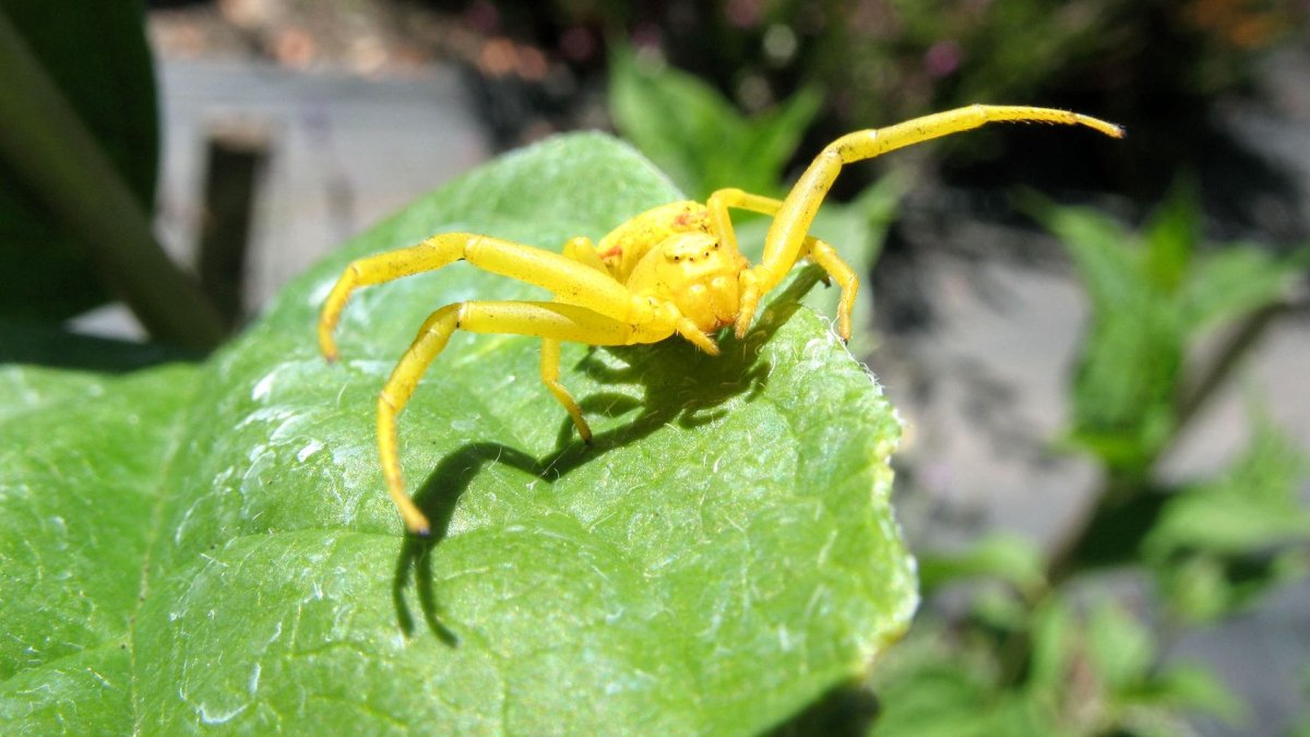 Оранжевый крестовик