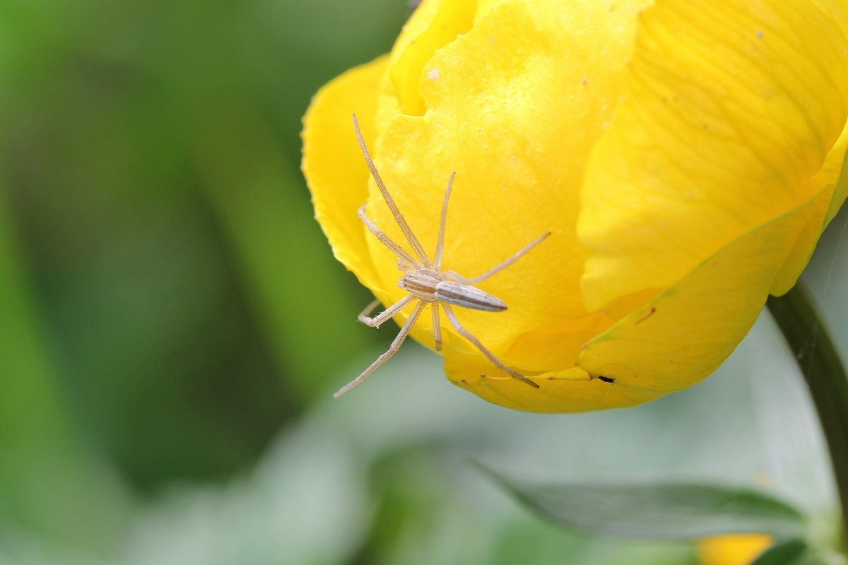 Паук и бабочка