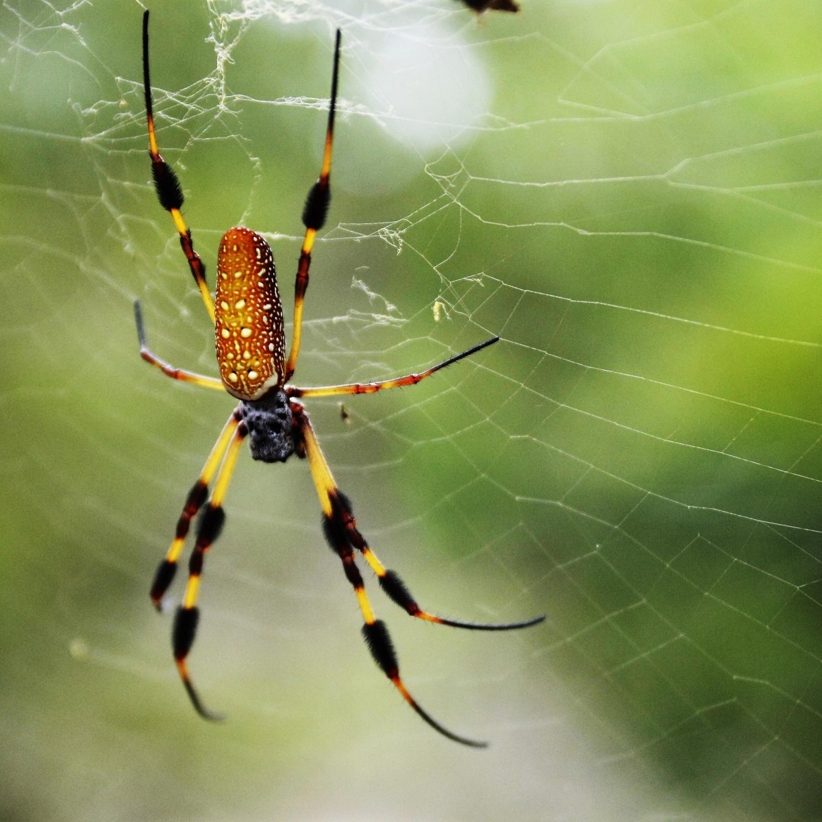Паук бокоход желтый ядовитый
