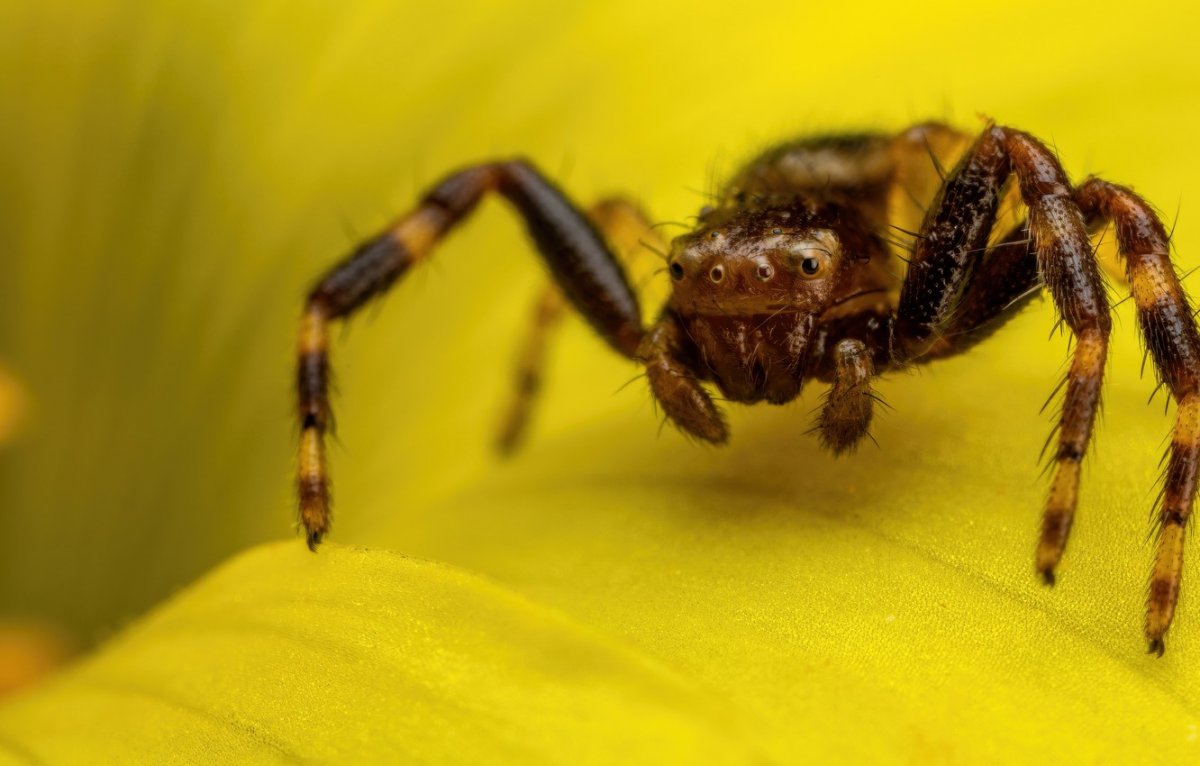 Желтый паук в Ростовской области