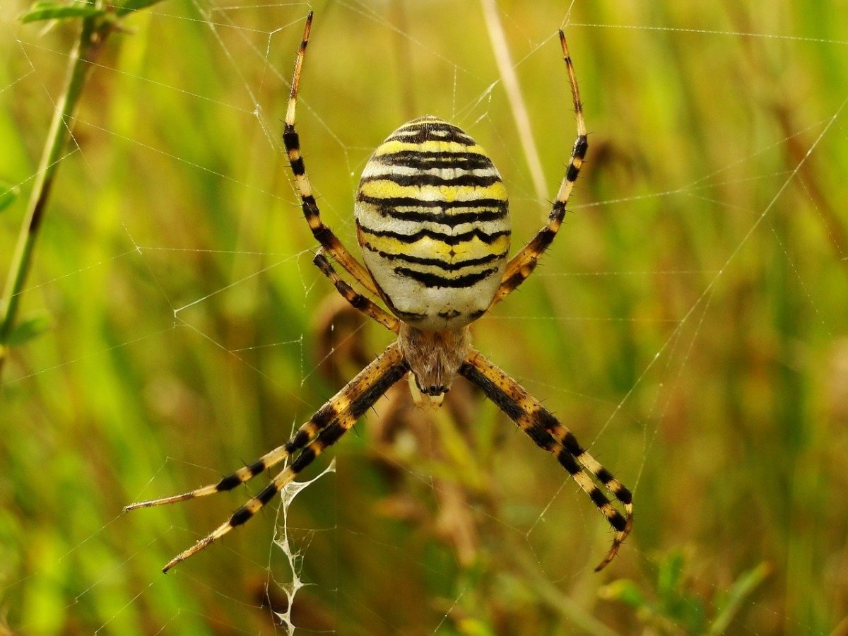 Паук Maratus speciosus