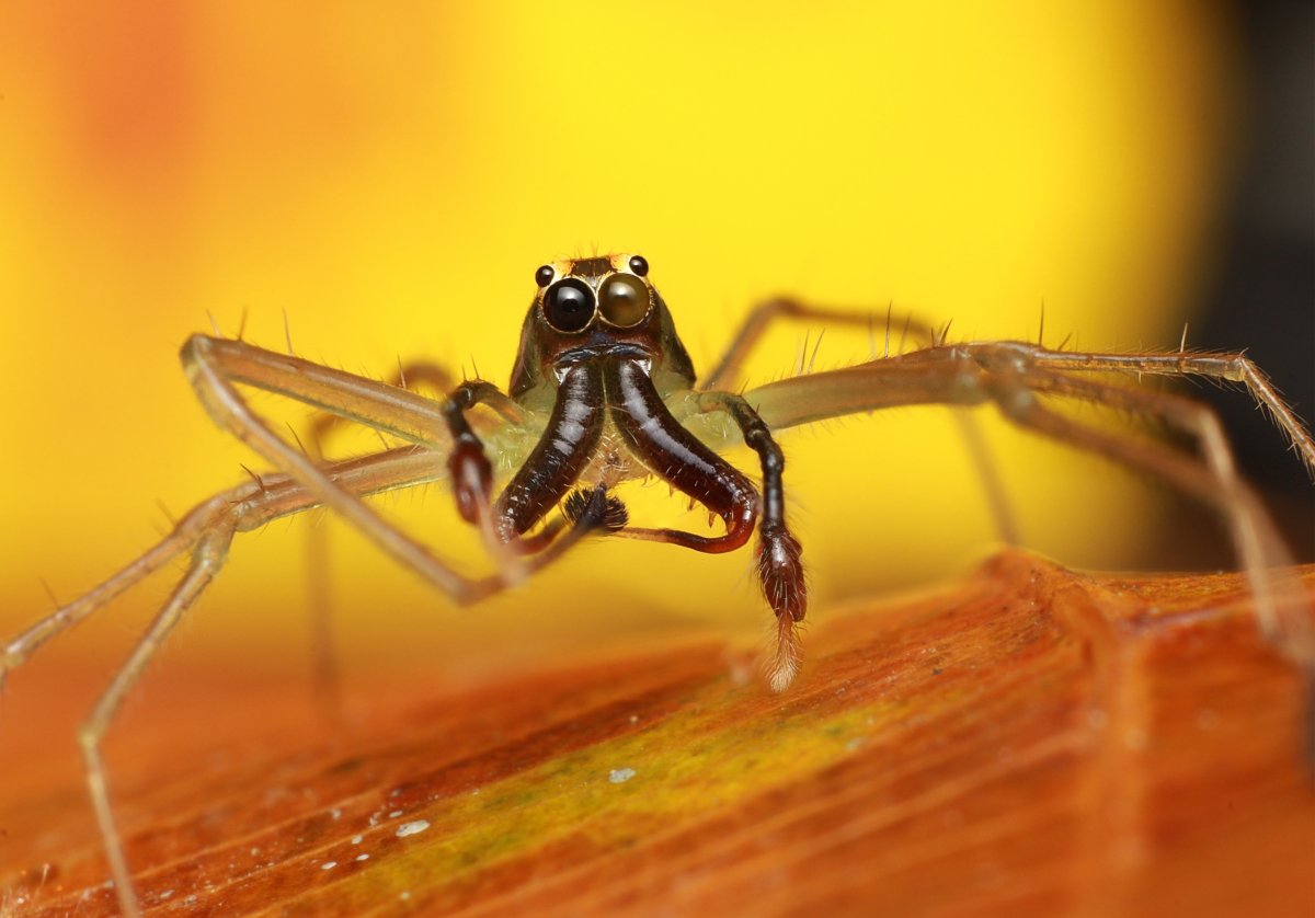 Паук Аргиопа Садовая